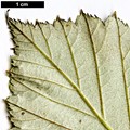 SpeciesSub: var. calocarpa